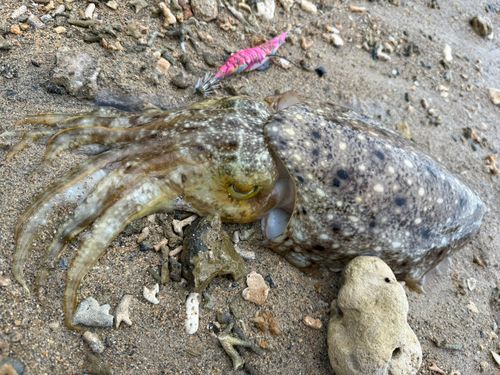 コブシメの釣果
