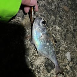 ミナミハタンポ