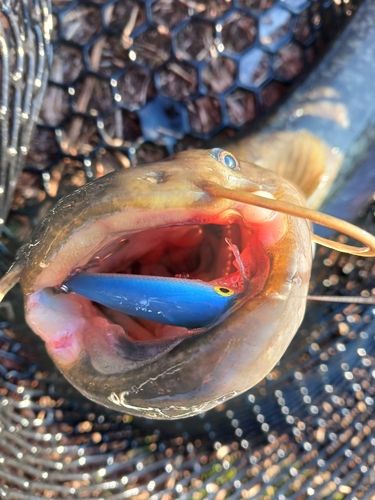 ナマズの釣果