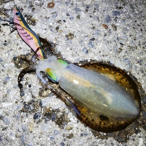 アオリイカの釣果