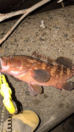 キジハタの釣果