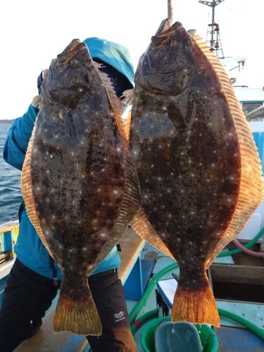 ヒラメの釣果
