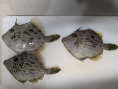 カワハギの釣果