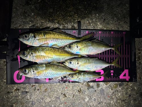 マアジの釣果