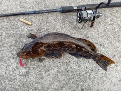 アイナメの釣果