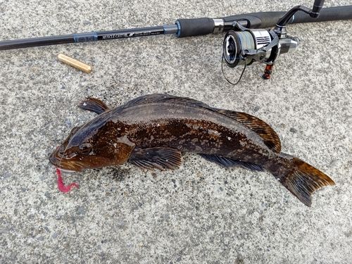 アイナメの釣果