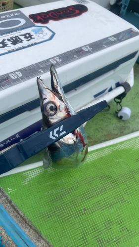 タチウオの釣果