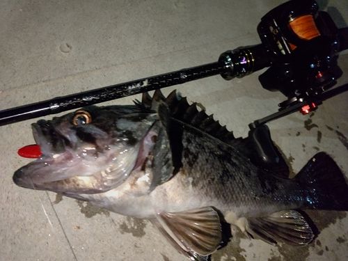 クロソイの釣果