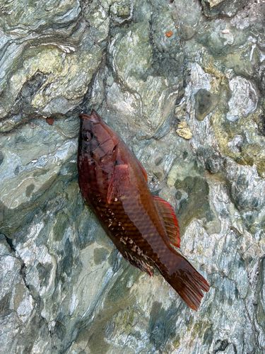 雑賀崎シーパーク