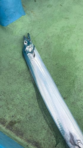 タチウオの釣果