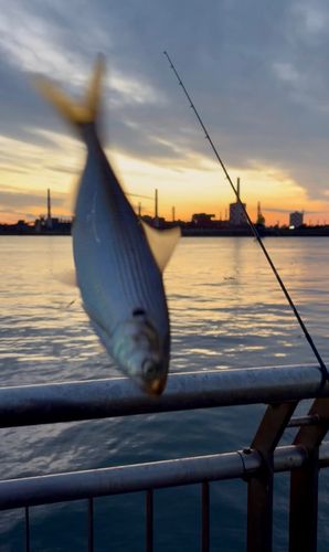 コノシロの釣果