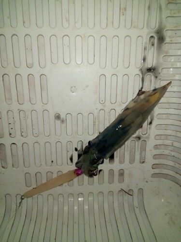 ヤリイカの釣果