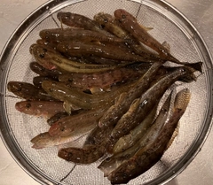 ハゼの釣果