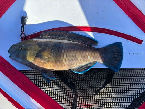 アオブダイの釣果
