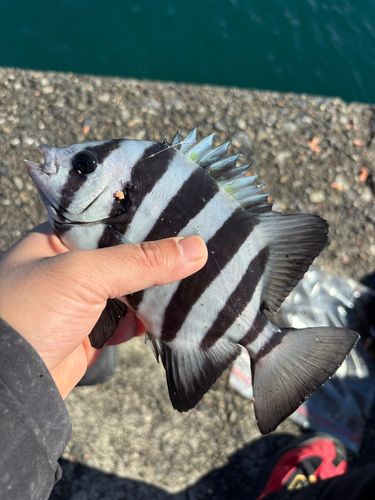 サンバソウの釣果