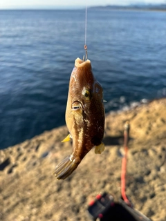 キタマクラの釣果