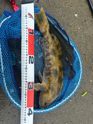 アブラコの釣果