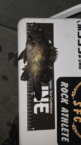 クロメバルの釣果