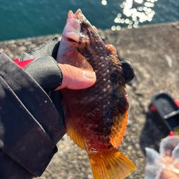 アカササノハベラ