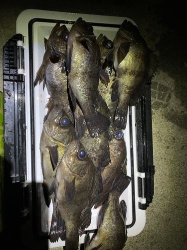 クロメバルの釣果