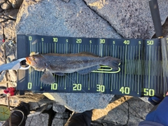 アイナメの釣果