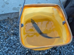 セイゴ（マルスズキ）の釣果