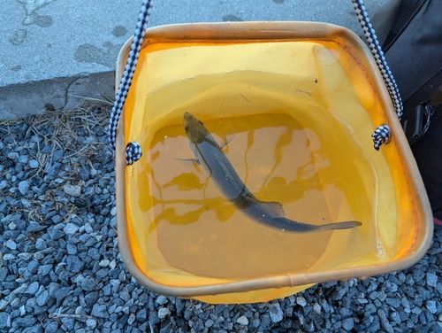 セイゴ（マルスズキ）の釣果