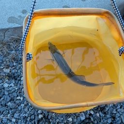 セイゴ（マルスズキ）