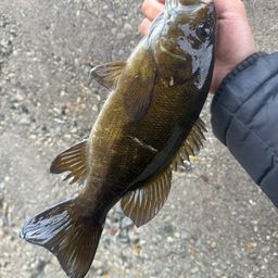 スモールマウスバス