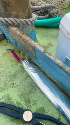 タチウオの釣果