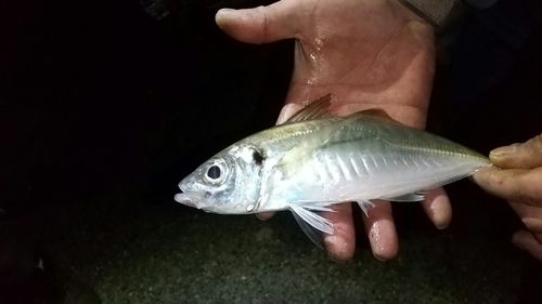 内浦湾（鴨川）