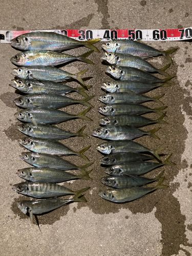 マアジの釣果