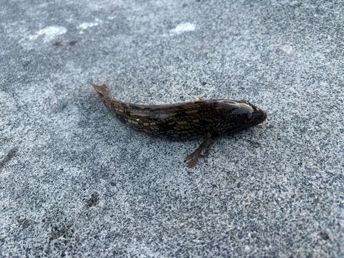 三陸海岸（岩手）