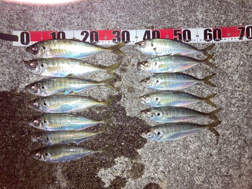 マアジの釣果