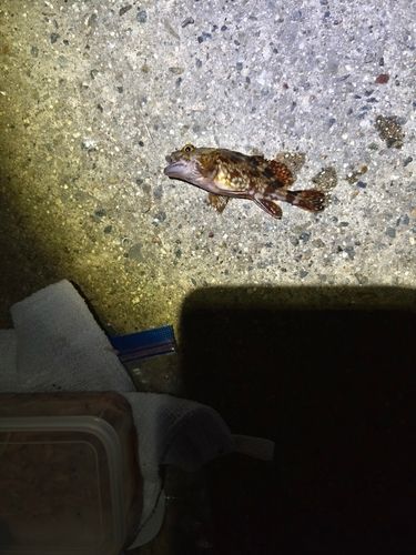 セントレア常滑港前島