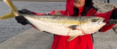 ヤズの釣果
