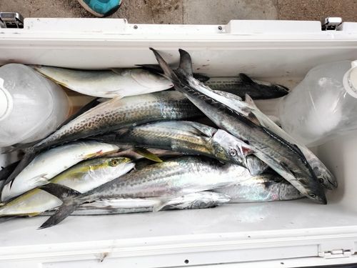 サゴシの釣果