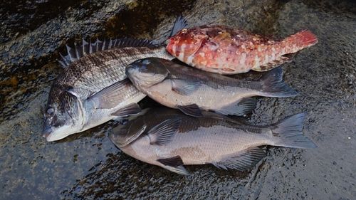 クチブトグレの釣果
