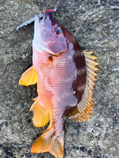 シブダイの釣果