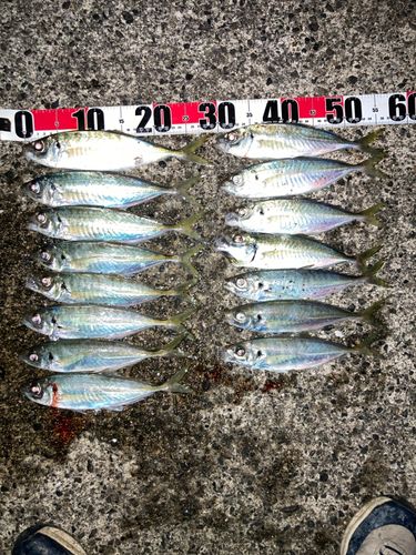 マアジの釣果