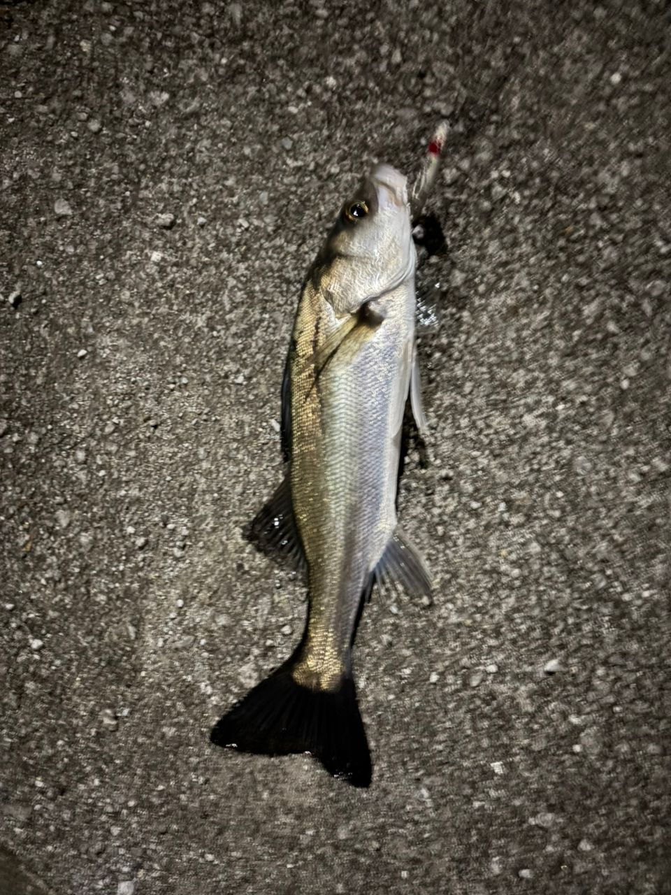 セイゴ（マルスズキ）