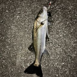 セイゴ（マルスズキ）