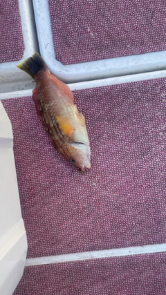 ホシササノハベラの釣果