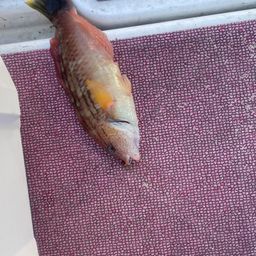 ホシササノハベラ