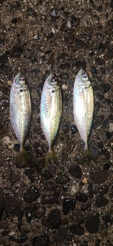 アジの釣果