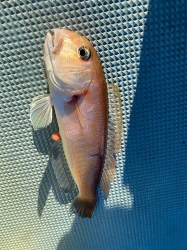 シロアマダイの釣果