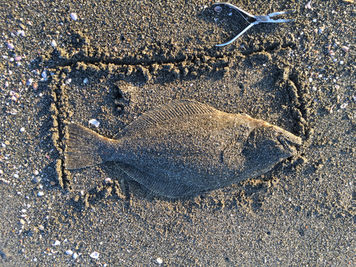 ヒラメの釣果