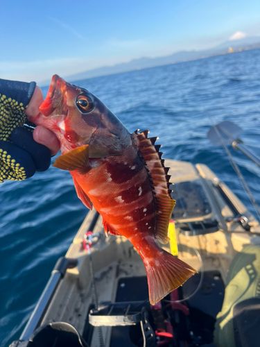 アカハタの釣果