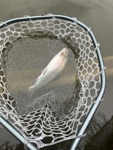 ニジマスの釣果