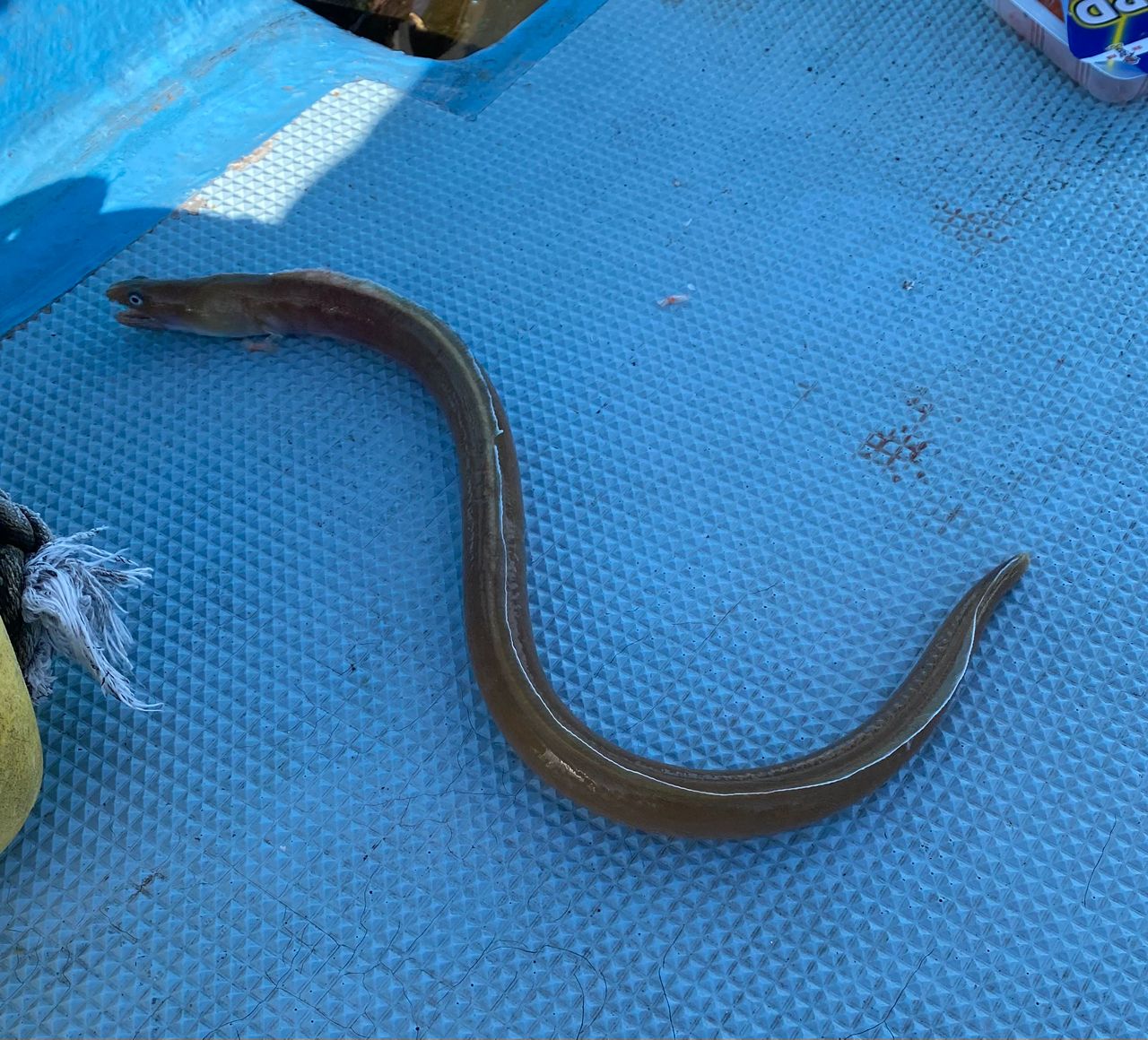 ホタテウミヘビ